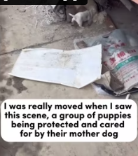 T0312027 #fyp #dogs #helpanimals #loveanimals #foryou