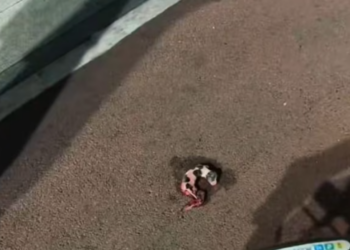 T1712007 rescued dog #adoptdontshop #rescue #heartwarming