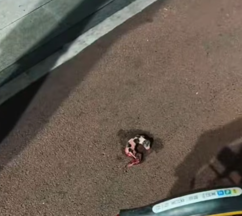 T1712007 rescued dog #adoptdontshop #rescue #heartwarming