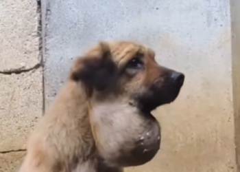 T1712008 rescued dog #adoptdontshop #rescue #heartwarming #rescuedog