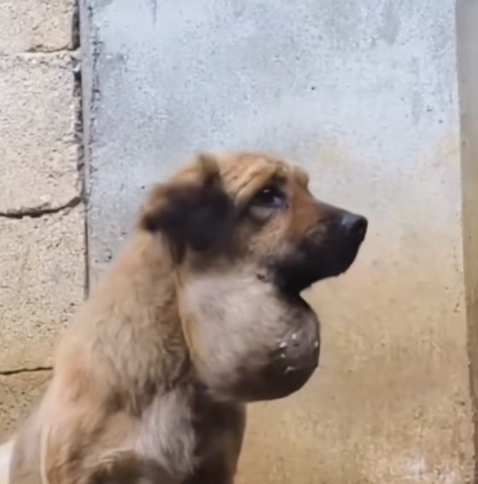 T1712008 rescued dog #adoptdontshop #rescue #heartwarming #rescuedog