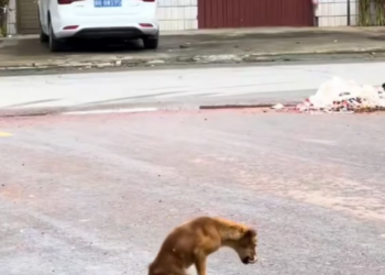 T1712009 rescued dog #adoptdontshop #rescue #heartwarming