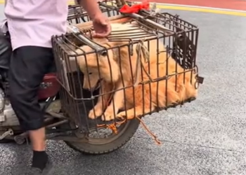 T1712010 rescued dog #adoptdontshop #rescue #heartwarming #puppy