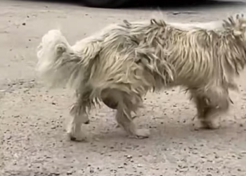 T1712011 rescued dog #adoptdontshop #rescue #heartwarming