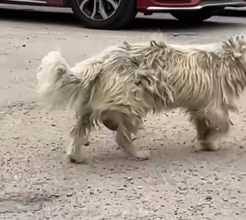 T1712011 rescued dog #adoptdontshop #rescue #heartwarming