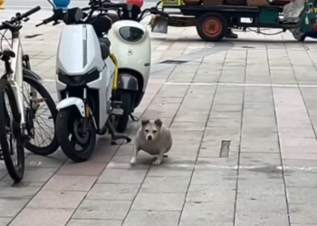 T1712012 rescued dog #adoptdontshop #rescue #heartwarming