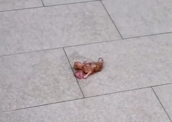 T1712013 rescued cat #adoptdontshop #rescue #heartwarming #cat