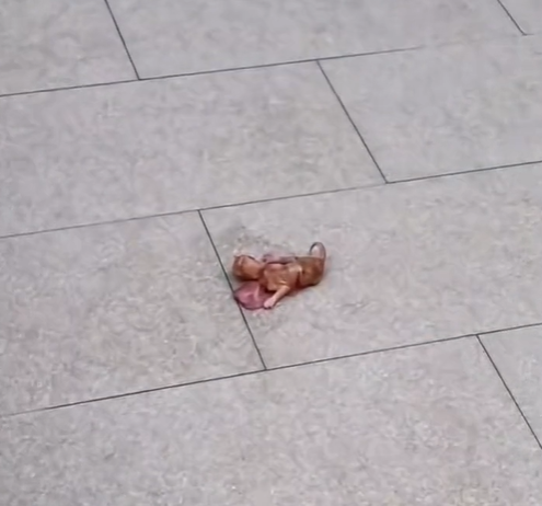 T1712013 rescued cat #adoptdontshop #rescue #heartwarming #cat