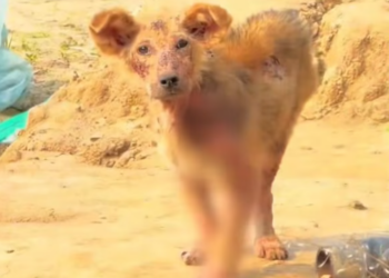 T1712014 #adoptdontshop #rescue #dog