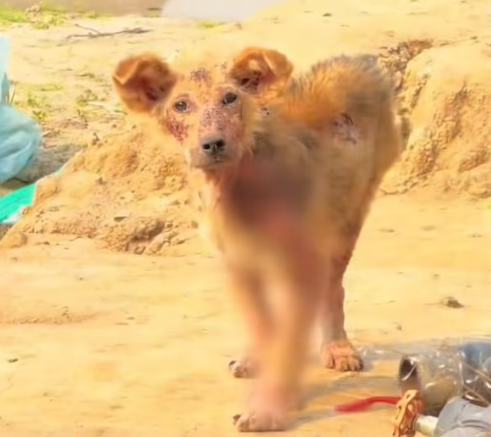 T1712014 #adoptdontshop #rescue #dog