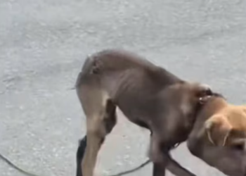 T1712015 #adoptdontshop #rescue #heartwarming #dog