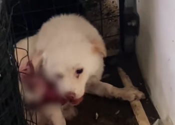 T1712016 rescued dog #adoptdontshop #heartwarming #rescue #dog