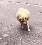 T0312022 #fyp #dogs #helpanimals #loveanimals