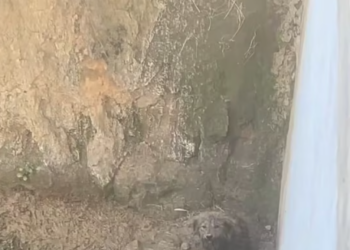 T1712017 #rescue #adoptdontshop #fyp #dog