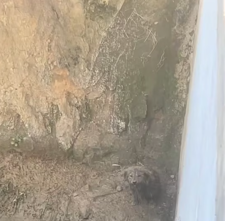 T1712017 #rescue #adoptdontshop #fyp #dog