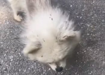 T1712018 rescued dog #adoptdontshop #rescue #fyp #foryourpage #heartwarming