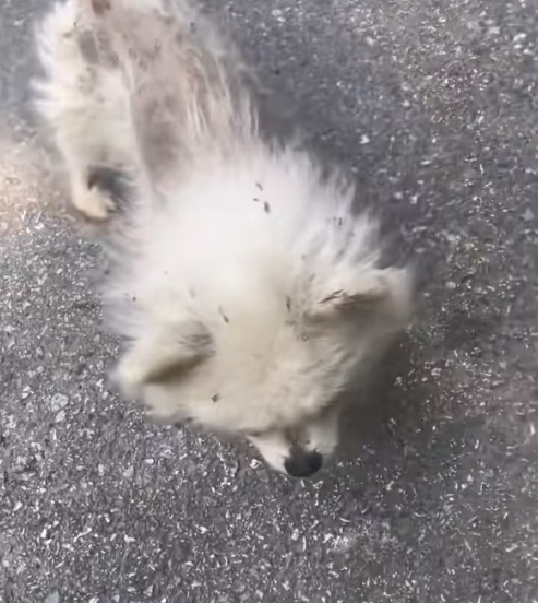 T1712018 rescued dog #adoptdontshop #rescue #fyp #foryourpage #heartwarming