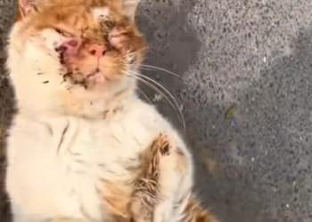 T1712019 rescued kitty. #rescue #adoptdontshop #foryou #fyp #heartwarming