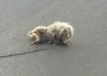 T1712020 Mom came before death #rescue #adoptdontshop #foryou #fyp #heartwarming