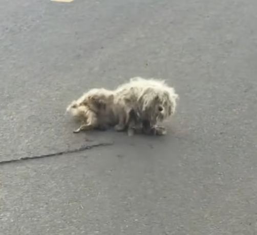 T1712020 Mom came before death #rescue #adoptdontshop #foryou #fyp #heartwarming