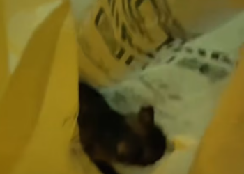 T1712021 took in helpless little kitten who really needed some love #rescue