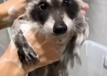 T1712022 spotted raccoon right in middle of road #rescue #fyp