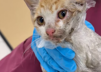 T1712023 found kitten in plastic bag by roadside #rescue #fyp #animal