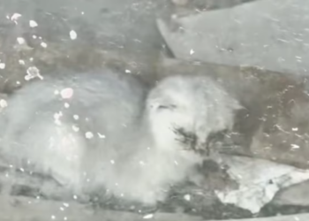 T1712024 found kitten trapped inside an abandoned storefront #rescue #fyp