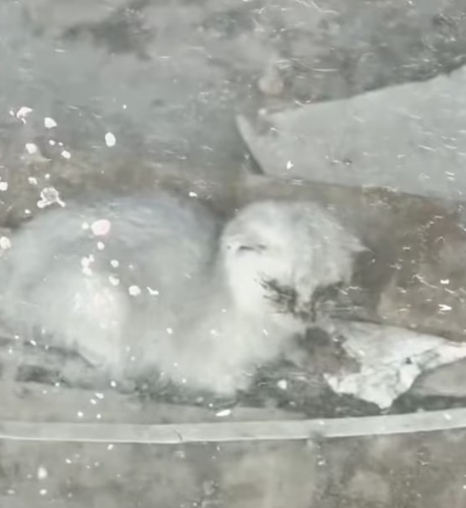 T1712024 found kitten trapped inside an abandoned storefront #rescue #fyp