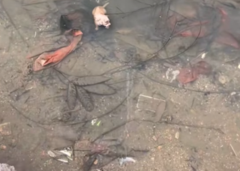 T1712025 On my way home, found puppy in stream #rescue #fyp #animals