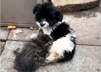 T1712026 saw puppy kitten snuggled together #rescue #fyp #animals