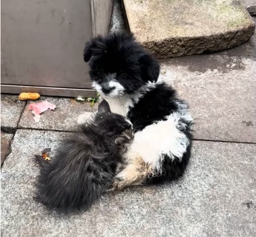 T1712026 saw puppy kitten snuggled together #rescue #fyp #animals