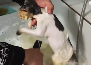 T1712027 found tiny kitten in trash can,completely submerged in hotpot