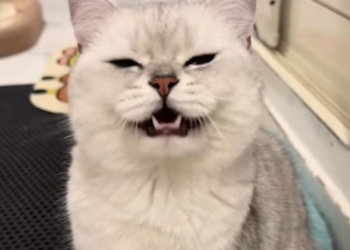 T1712028 heard kitten crying crack in rocks then #rescue