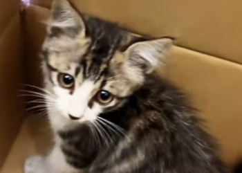 T1712029 saw cat stuck in crack between some rocks then #rescue