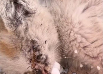 T1712030 saw kitten lying by wall as if waiting death #rescue #fyp