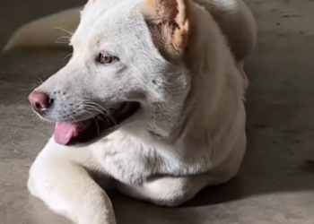 T1712031 saw abandoned puppy on highway then #rescue #animals #puppy