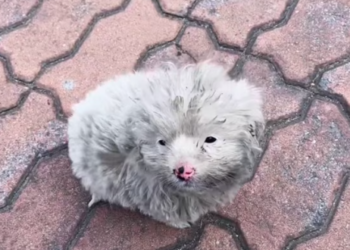 T1712032 saw stray puppy then #rescue #animals #puppy #fyp