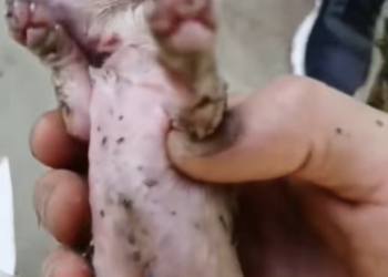 T1712033 found puppy had been abandoned just after it birth on