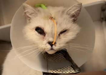 T1712036 hospital brought in an injured kitten then #rescue #animals