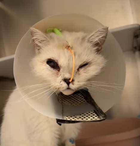 T1712036 hospital brought in an injured kitten then #rescue #animals