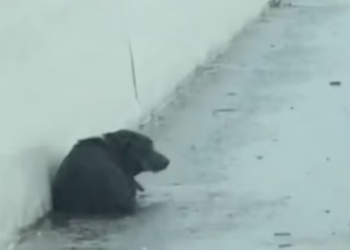 T1712038 rescued dog by roadside then #rescue #animals #dog #fyp