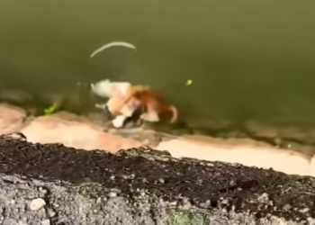 T1712039 saved kitten by pool then #rescue #animals #kitten #fyp