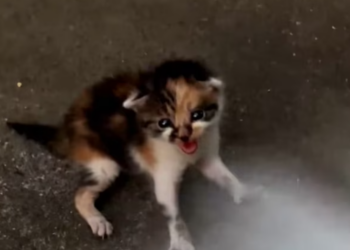 T1712040 On my way home, came across stray cat. #rescue #animals #fyp