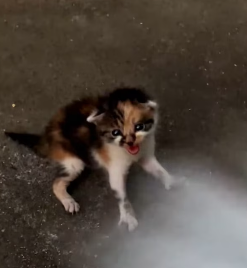 T1712040 On my way home, came across stray cat. #rescue #animals #fyp