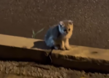 T1712041 saved poor kitten decided to raised it as my child#fyp #rescue