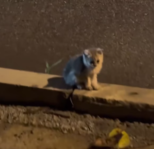 T1712041 saved poor kitten decided to raised it as my child#fyp #rescue