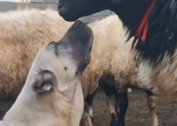 T1812001 Rescue an abandoned dog who is not very well do