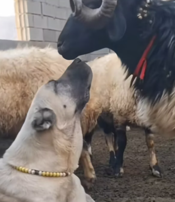 T1812001 Rescue an abandoned dog who is not very well do