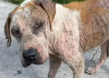 T1812002 Rescue of an abandoned dog takes it Adopt #heroes